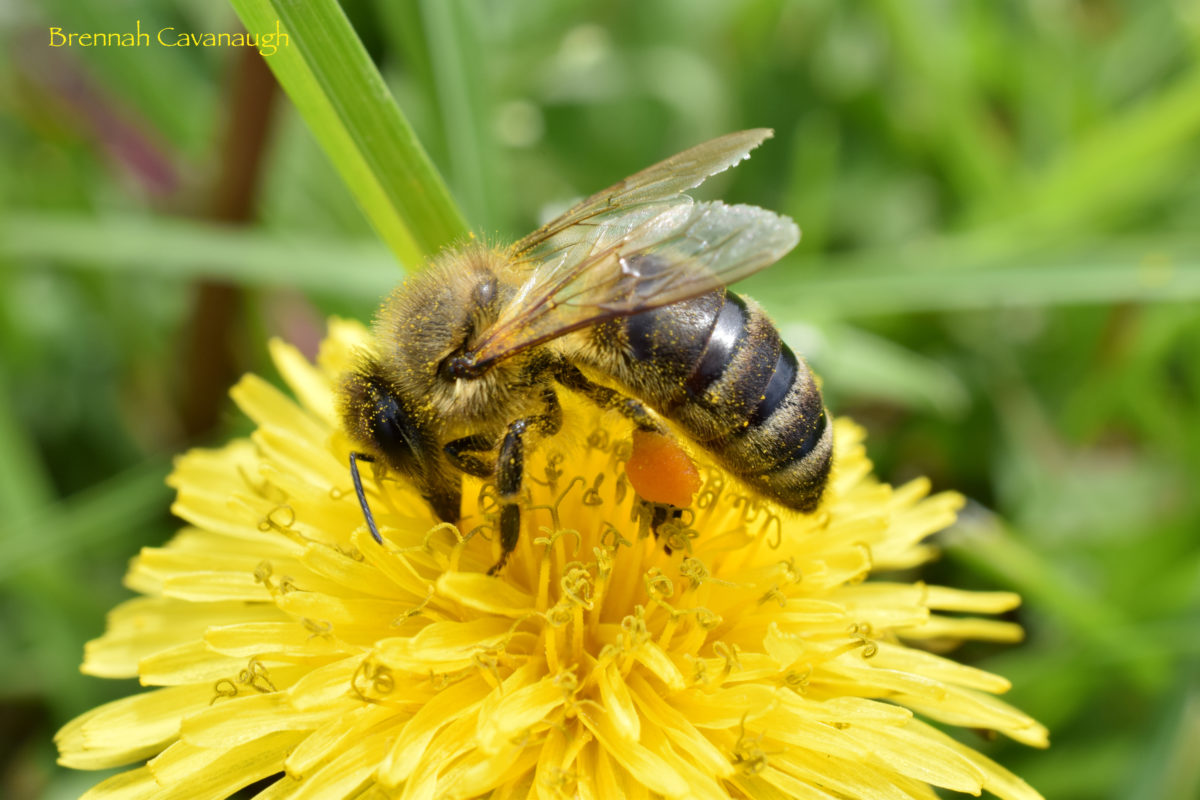 Honey bee with pollen on dandelion flower