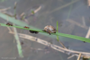 Ants, a jumping spider and a snail