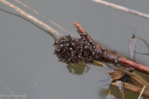 Cluster of ants