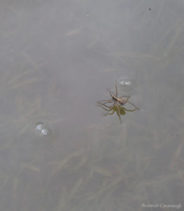 Spider standing on water