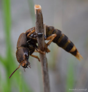 A rove beetle and an ant