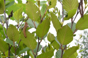 Alder branches with leaves, cones and catkins
