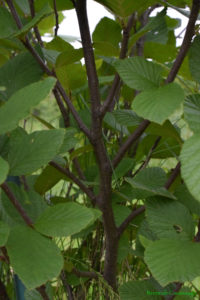 Alder branches with leaves