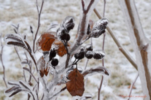 Alder leaves, cones and catkins covered in ice from freezing rain