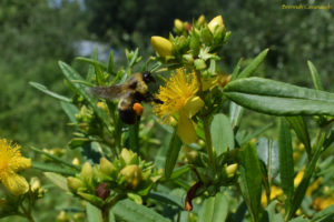 Bumble bee with pollen, Kalm's St John's wort (hypericum kalmianum)