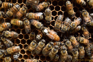 worker honey bees with queen