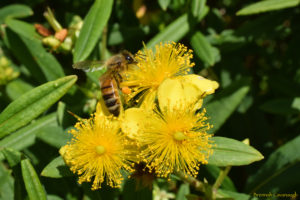 Honey bee with pollen on Kalm's St John's wort (hypericum kalmianum)