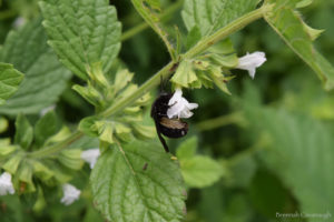 Two-spotted bee (melissodes bimaculata) on lemon balm