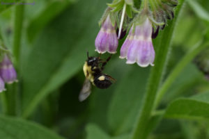 bumble bee (bombus sp) with pollen hanging from comfry flower