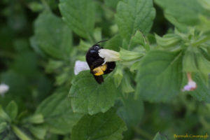 Two-spotted bee (melissodes bimaculata) with pollen on lemon balm flower