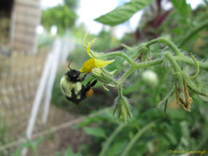 Bumble bee (bombus sp) on tomato flower