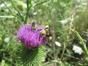Leafcutter bee (megachile sp) and bumble bee (bombus sp) with pollen on thistle