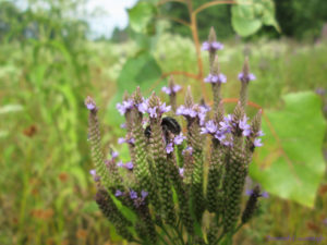Bumble bee (bombus sp) on blue vervain