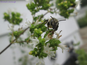 Leafcutter bee (megachile species) on oregano
