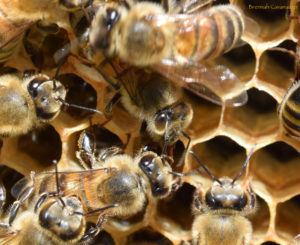 honey bees on comb