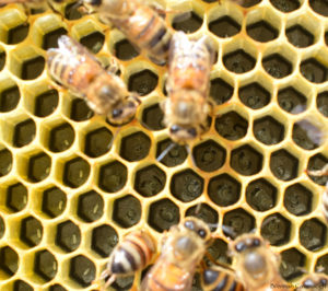 honey bees with eggs and just hatched larvae