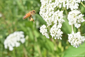 honey bee with pollen foraging on wild carrot (queen anne's lace)