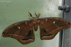 antheraea polyphemus moth?