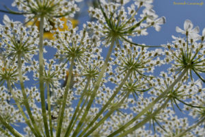 wild carrot (queen anne's lace) flower