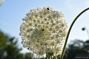 wild carrot (queen anne's lace) flower