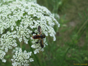 Tachina fly on wild carrot (queen anne's lace)