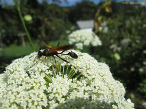 Mud dauber wasp on wild carrot (queen anne's lace)