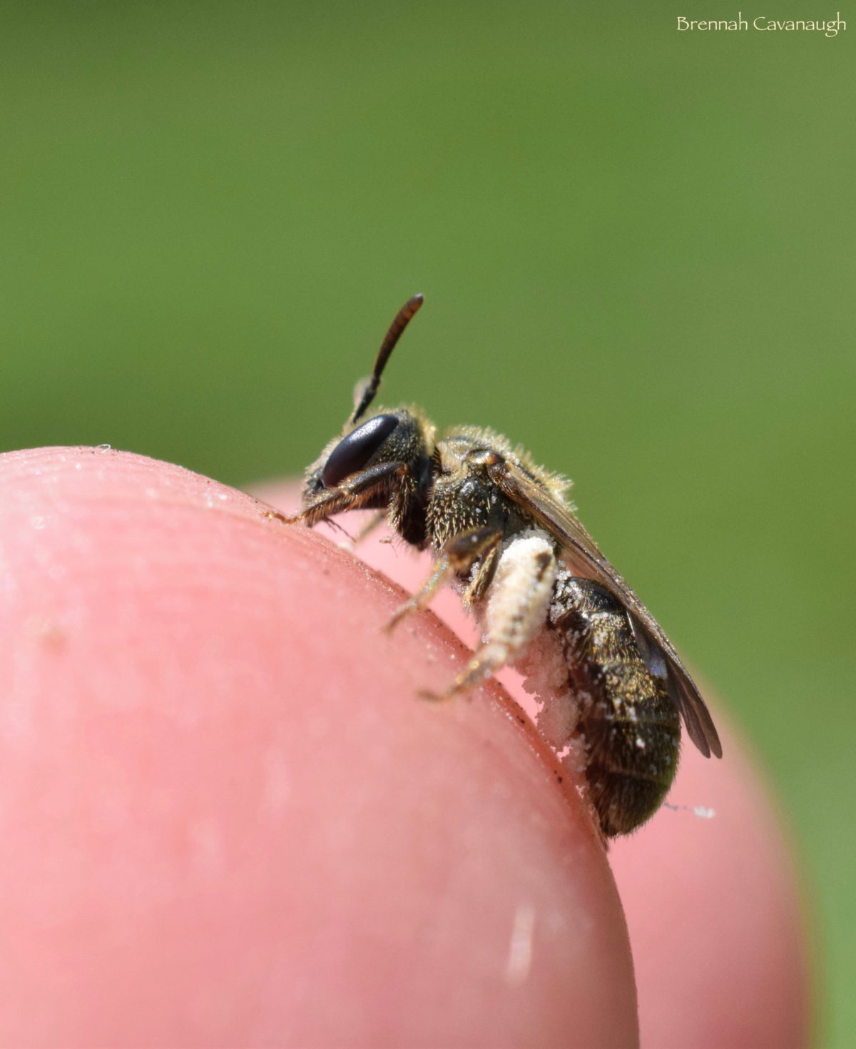 A Sweat Bee on my Finger – Brennah's Backyard