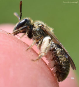sweat bee with pollen