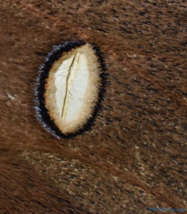 antheraea polyphemus moth?