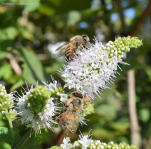 honey bees on mint flowers