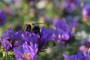bumble bee on new england aster
