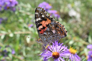 Painted lady butterfly on new england aster