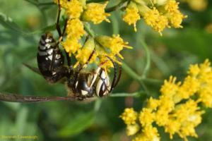 Bald-faced hornet (dolichovespula maculata) on goldenrod