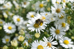 melissodes (longhorn) bee with pollen on aster