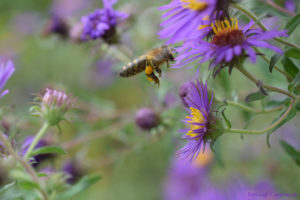 Honey bee in flight, new england aster