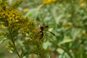 Paper wasp (polistes) on goldenrod