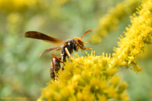 Paper wasp (polistes) grooming on goldenrod