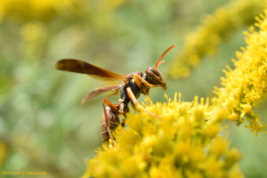 Paper wasp (polistes) grooming on goldenrod