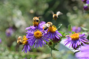 Honey bees on new england aster