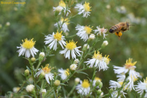 Honey bee in flight, aster