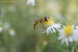 Hover fly (sryphid fly) on aster