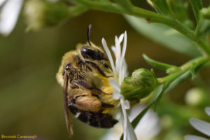 probably an andrena bee, on an aster