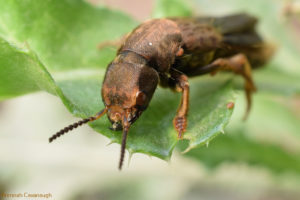 Platydracus maculosus rove beetle