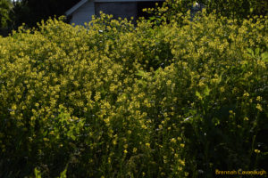 wild mustard in flower