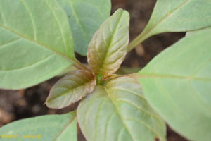 young amaranth plant