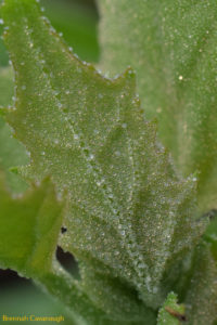 chinopodium album leaf
