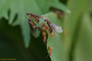 swarming ants