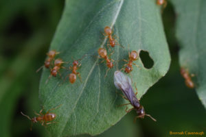 ants swarming