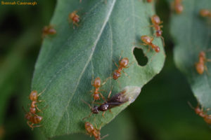 ant workers and queens