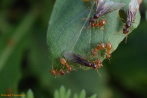 ant queens and workers